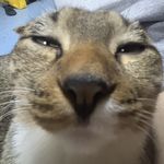 一只叫尼骨丁的猫