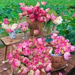 长安花开