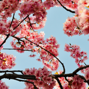 EP74 机构开新仓的Alpha