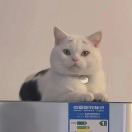 果盘杀手張某人