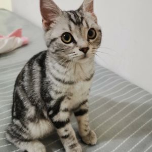 猫猫侠i