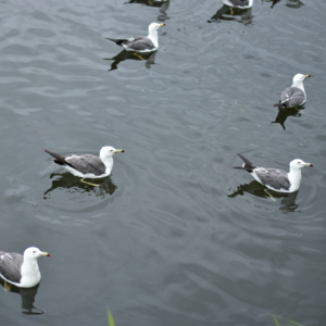 从理论和实际两个层面深入解读于欢案