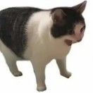 蛋白_hQCB