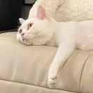 林好鸭