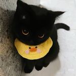 黑猫叁代目