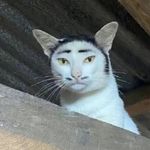 诶嘿我换名了耶
