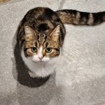 miaomaio大队长