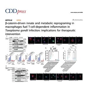 1454-β-Catenin Signaling in Toxoplasma gondii Infection