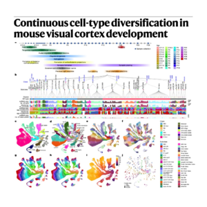 275-Developmental Trajectories of Mouse Visual Cortex