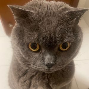 崔耀元