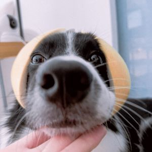 张特价