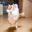 莫玲馨千里走单骑版