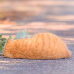 猫儿也许猫着听