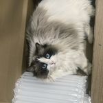 纸盒里的猫