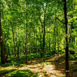 A SCI FI (E9)When the Forest Comes to You