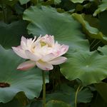 小蓝小夏