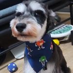 我从来不骑我的小黑驴