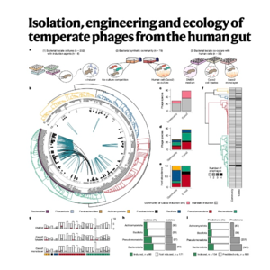 186-人类肠道原噬菌体的诱导和驯化