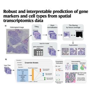 1642-STimage: Spatial Transcriptomics Prediction