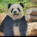 丹的Attitude