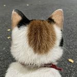 ImJustAcat