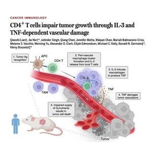 1486-CD4+ T细胞通过血管损伤抑制肿瘤生长
