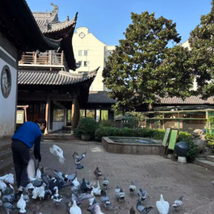 城市日记 I 情绪核心稳定的秘笈