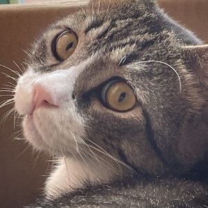 podcaster-avatar
