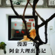 漫游一路 I  阿金大理出逃记