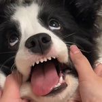 七级退堂鼓表演艺术家