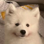 叉叉斑布