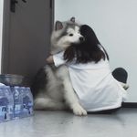 土豆羊羊