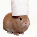 把所有人类变成猫猫