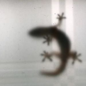podcaster-avatar