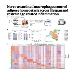 249-Aging Macrophages Drive Adipose Dysfunction