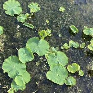 podcaster-avatar