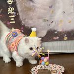 小猫以后不准早起