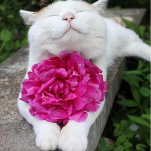 审美是否真的降级