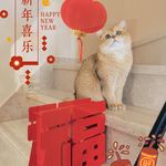 樱花树下的猫