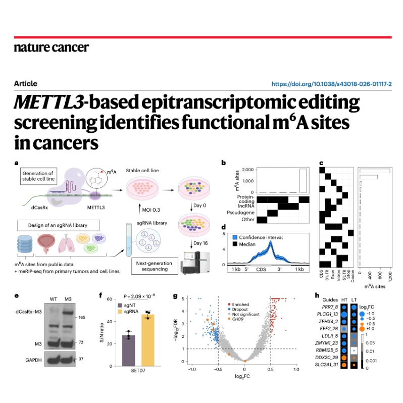 666-Epitranscriptomic Screens for m6A Sites in Cancer episode artwork