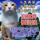 张超激推