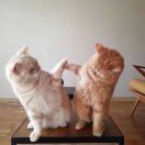 哈密瓜你个西瓜