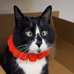 黄铁良、尹笑声、何德利：武训徒