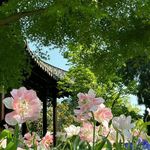 优优s