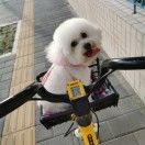 朵麻麻
