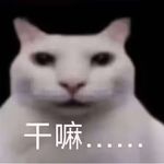 大狗狗狗嚼