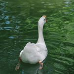 一只小白白