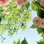 刘亦菲女友
