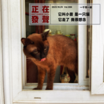 084 它叫小普 是一只猫 它走了 我很想念