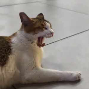 podcaster-avatar
